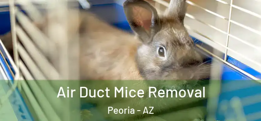 Air Duct Mice Removal Peoria - AZ